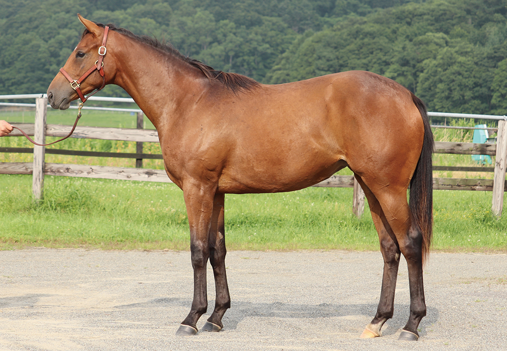 レヴィテーション 京都サラブレッドクラブ